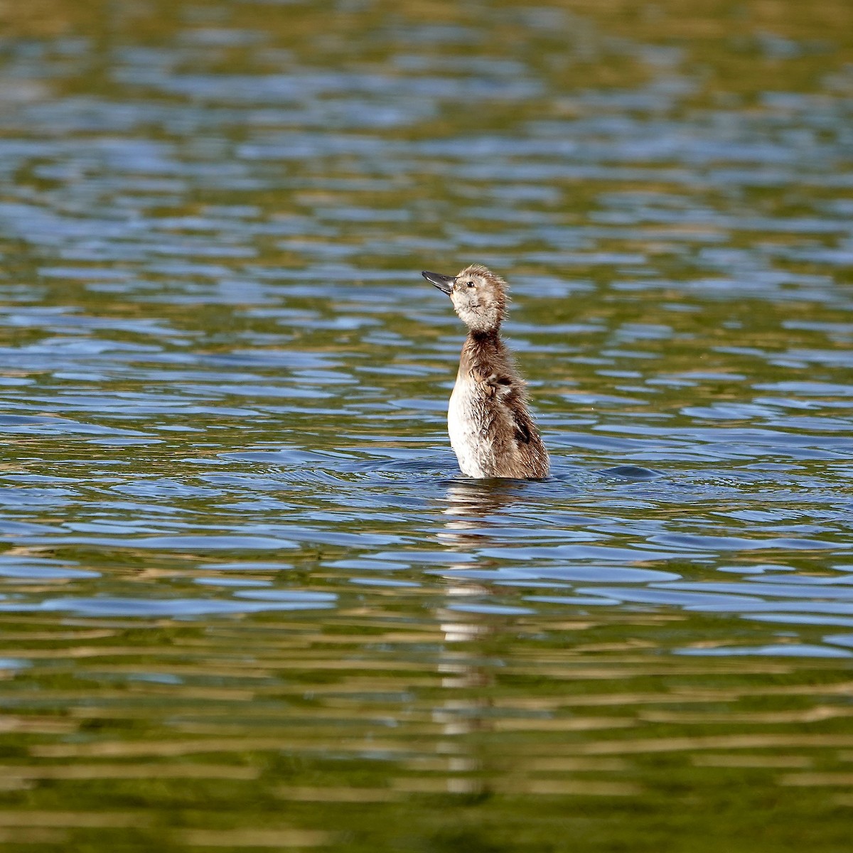 polák novozélandský - ML647382265