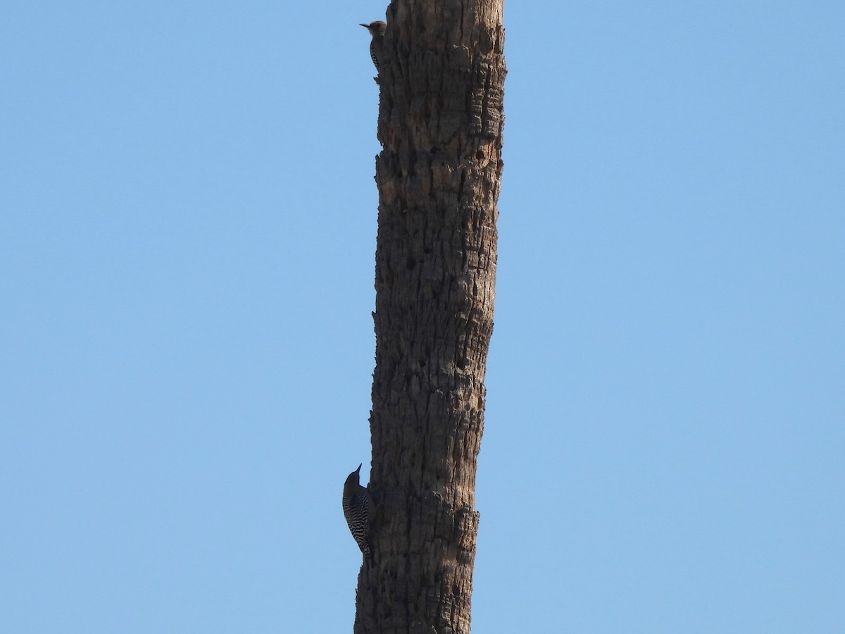 Gila Woodpecker - ML647382271