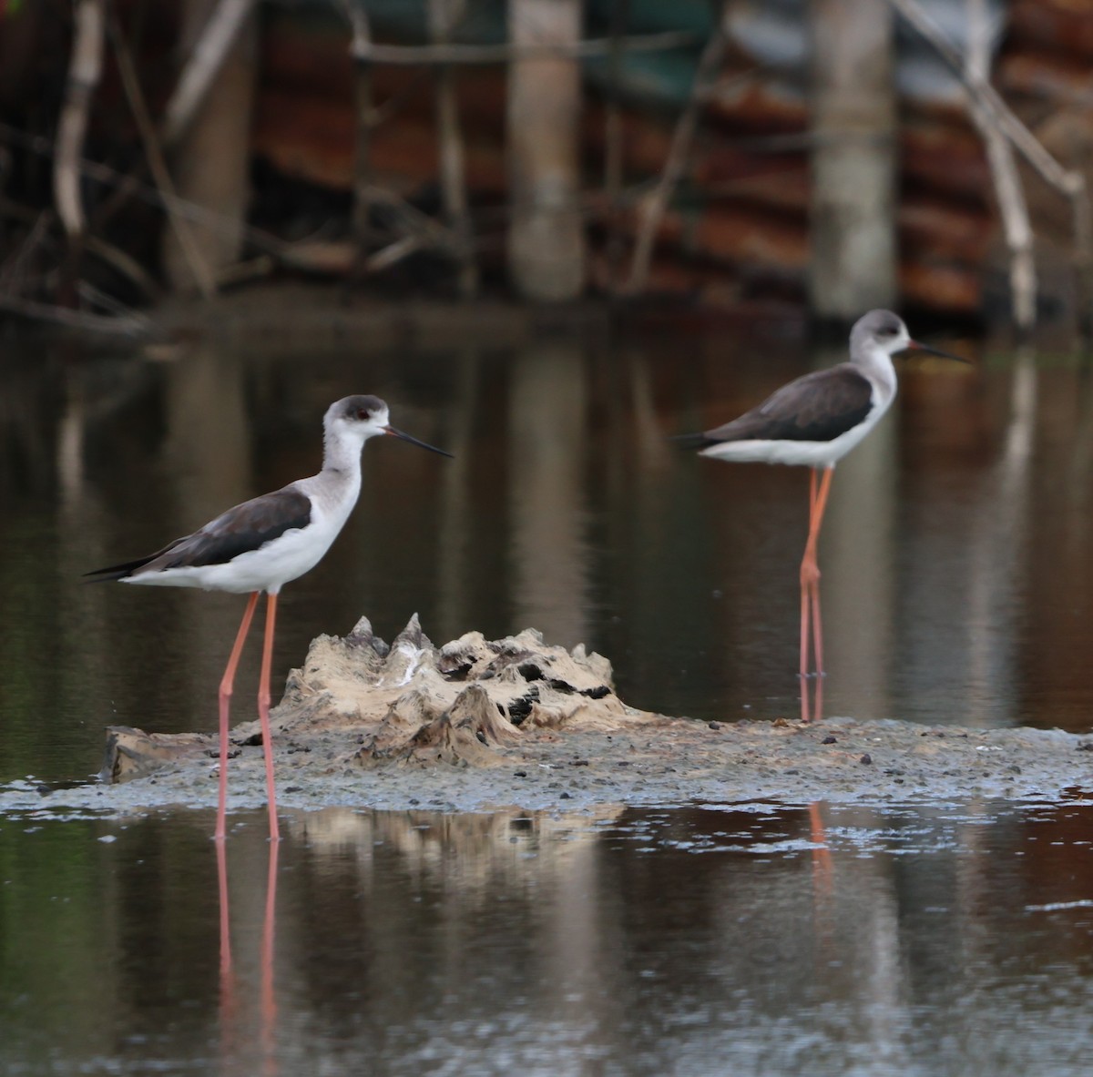 オーストラリアセイタカシギ - ML647382277