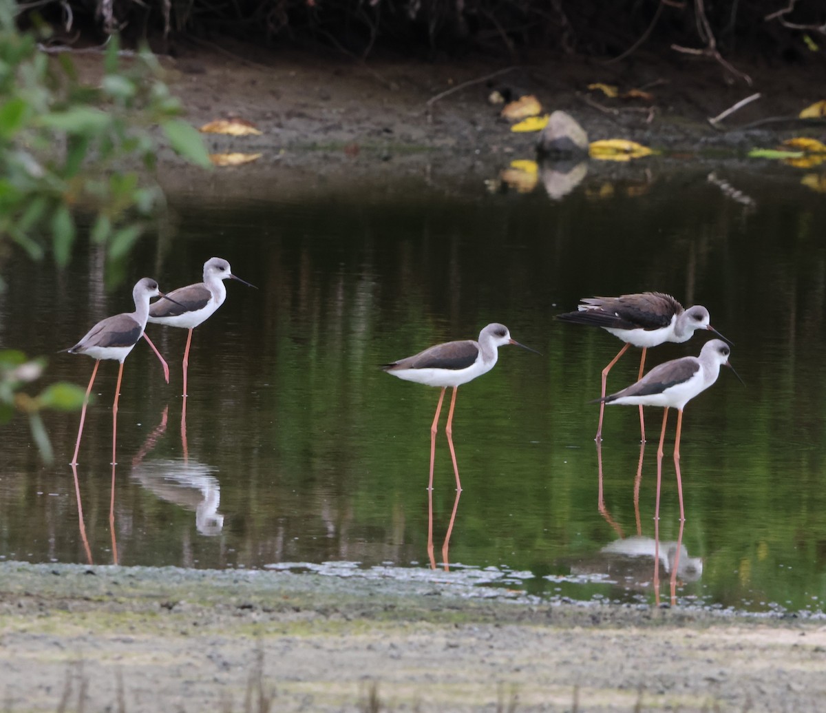 オーストラリアセイタカシギ - ML647382278