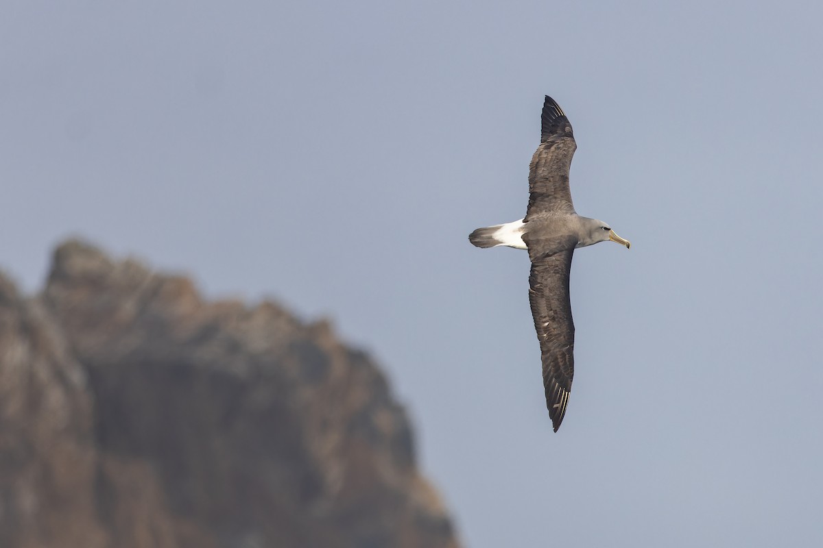 albatros snarský - ML647382279