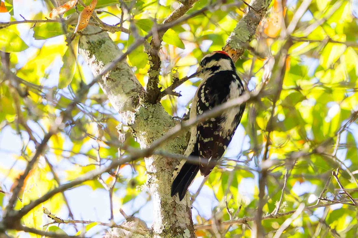 Downy Woodpecker - ML647382280
