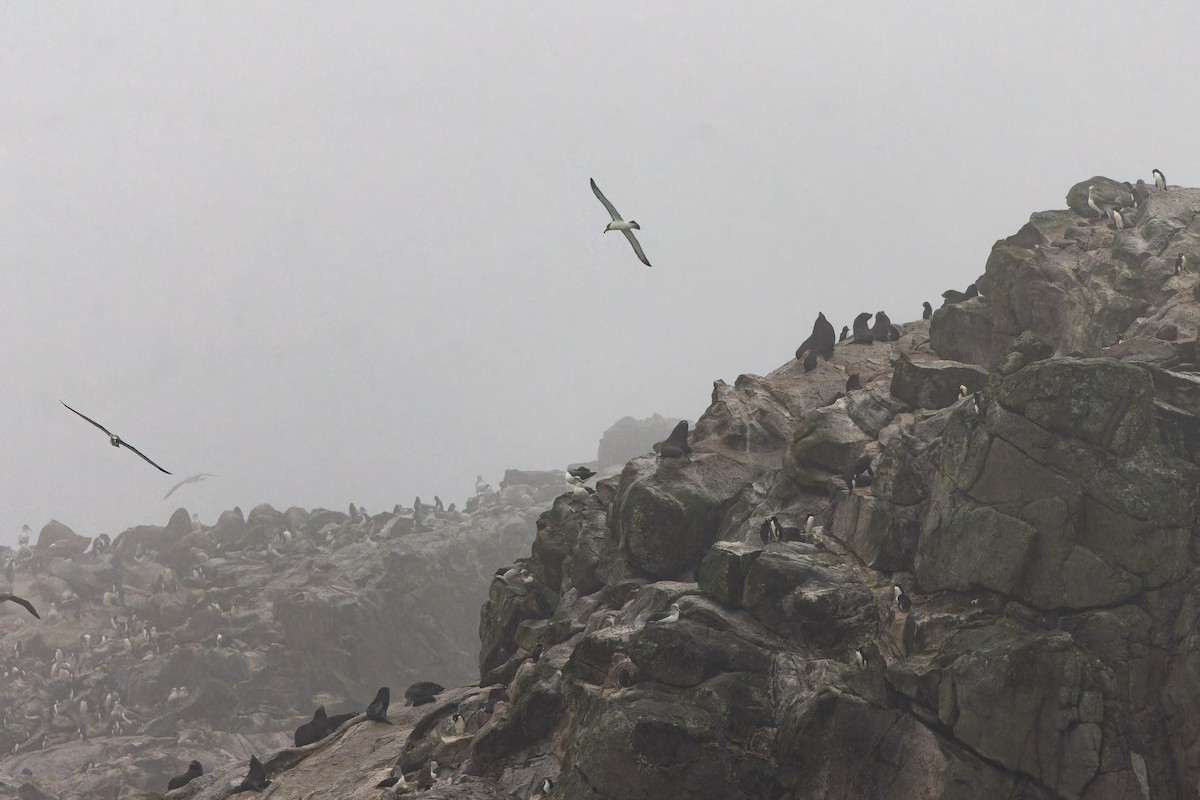 albatros snarský - ML647382281