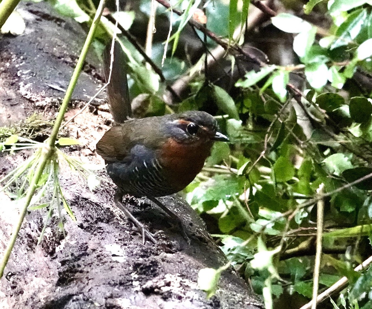 Chucao Tapaculo - ML647382284