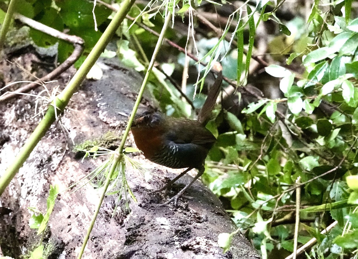 Chucao Tapaculo - ML647382285