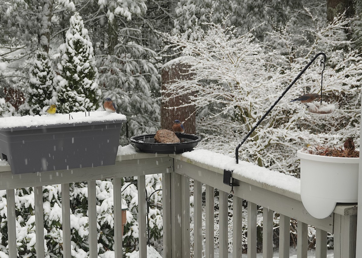 Pine Warbler - ML647382287