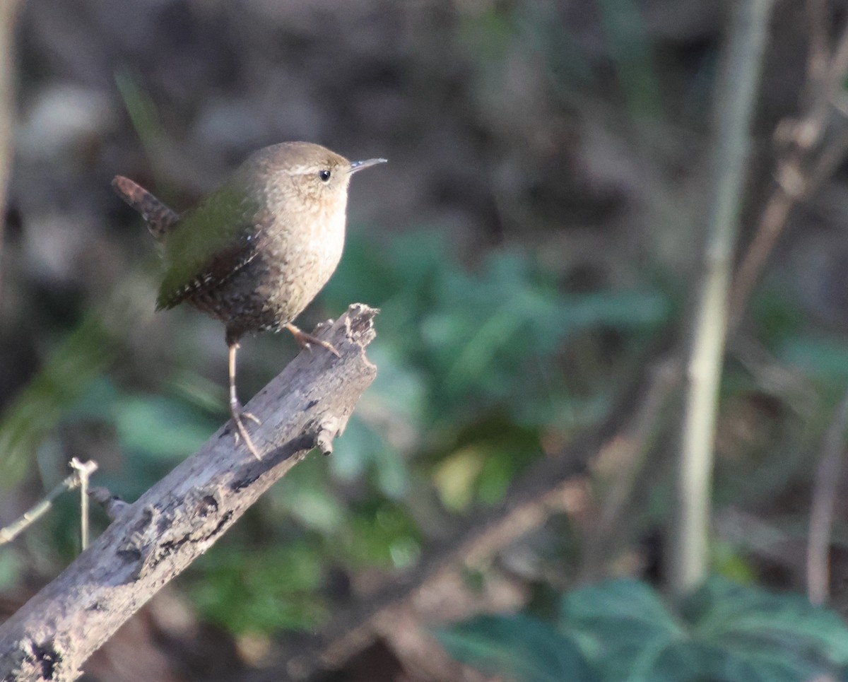 フユミソサザイ - ML647382291