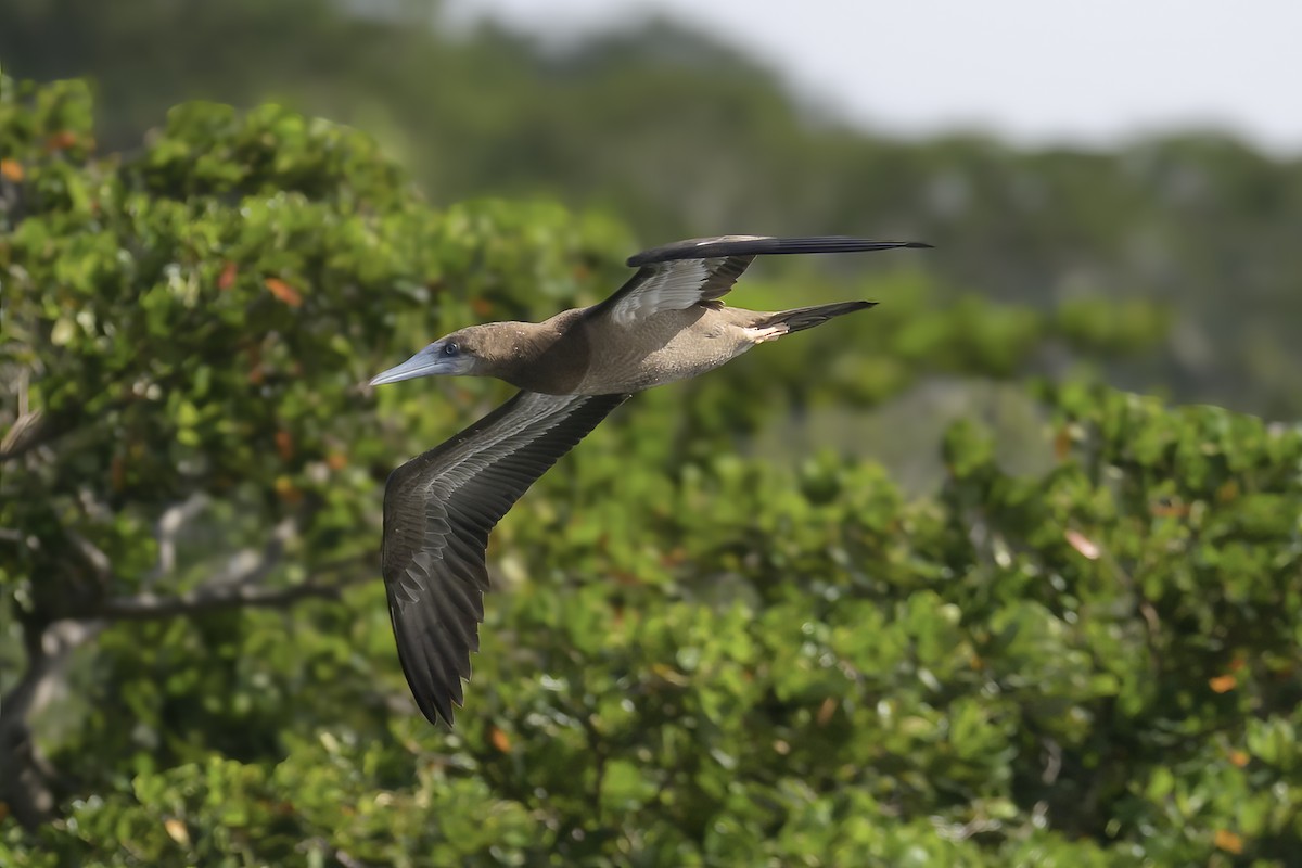 Sula fosca - ML647382293