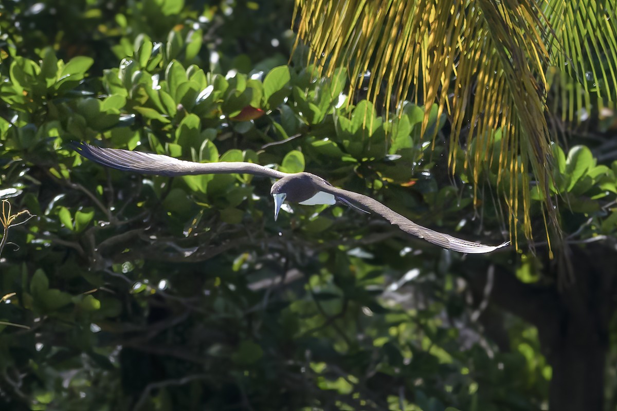 Sula fosca - ML647382294