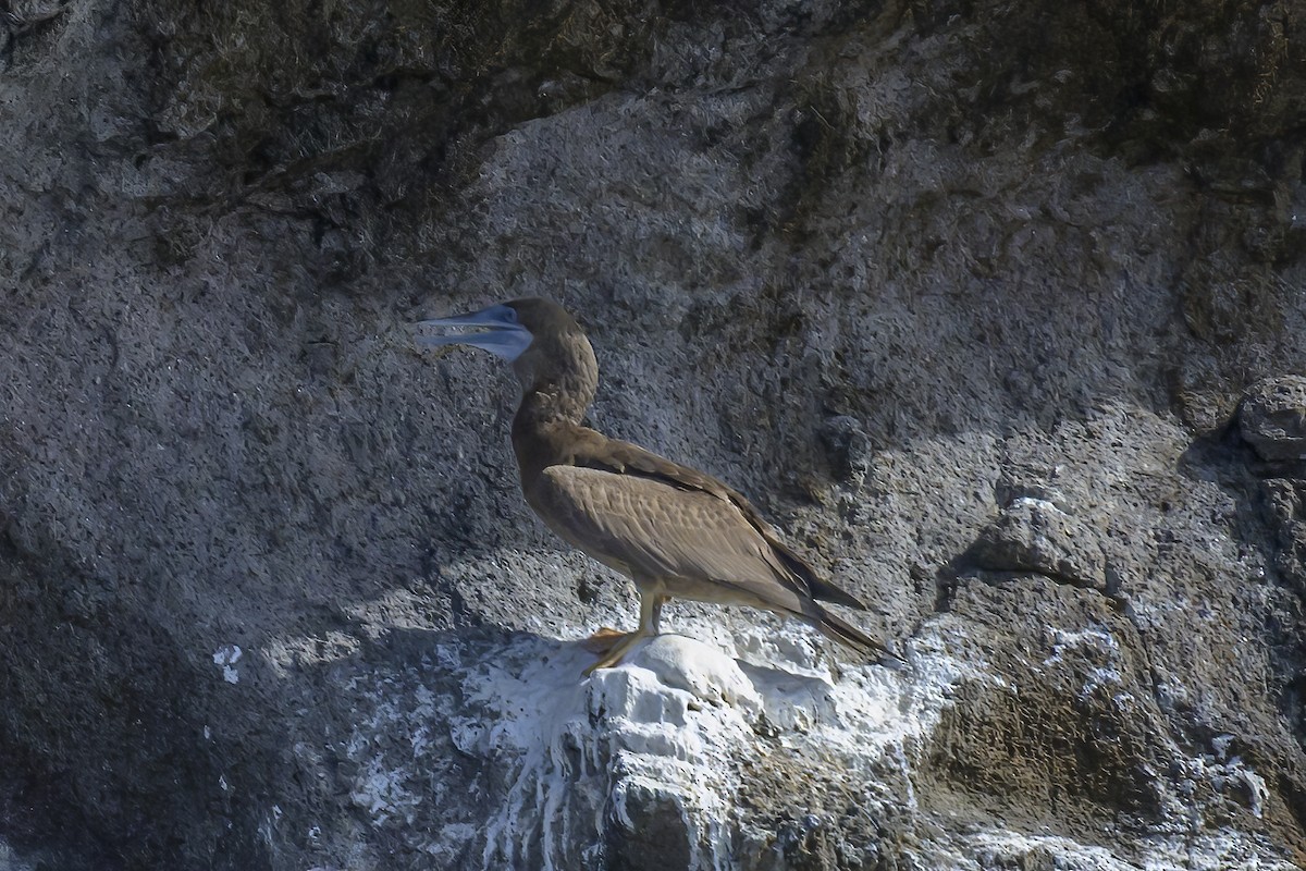 Sula fosca - ML647382295