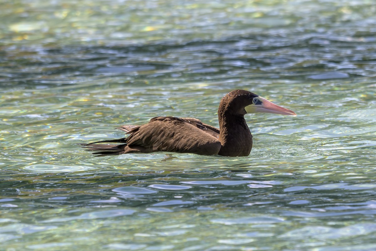 Sula fosca - ML647382297