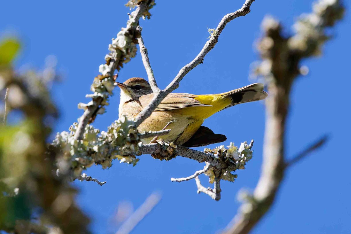 Palm Warbler - ML647382327