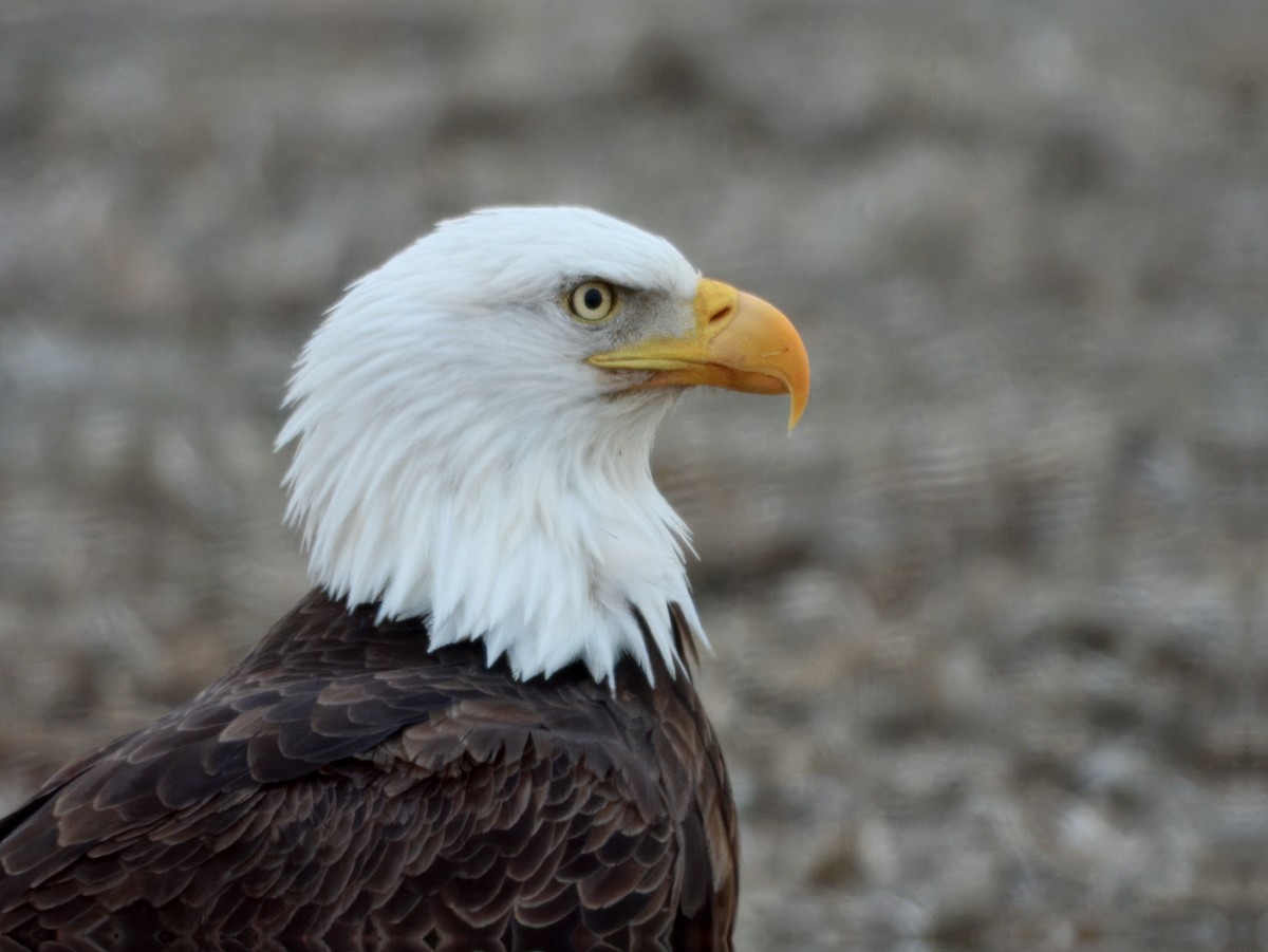Bald Eagle - ML647382329