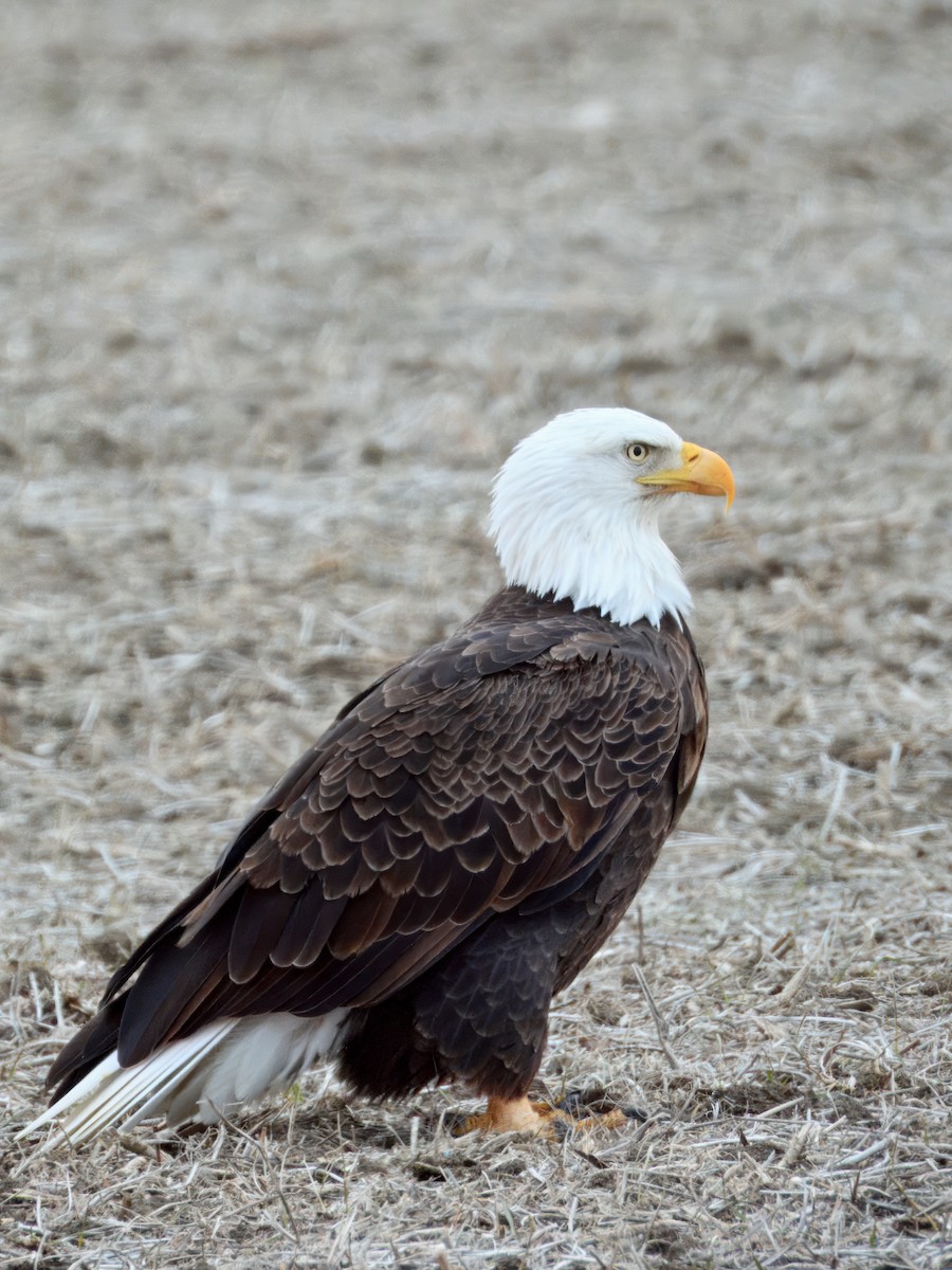 Bald Eagle - ML647382330