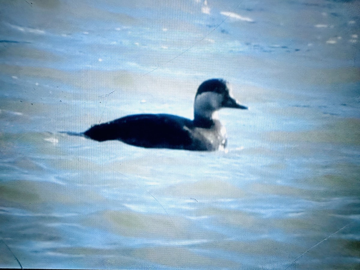 Black Scoter - ML647382338