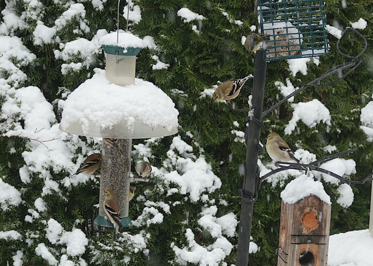 American Goldfinch - ML647382339