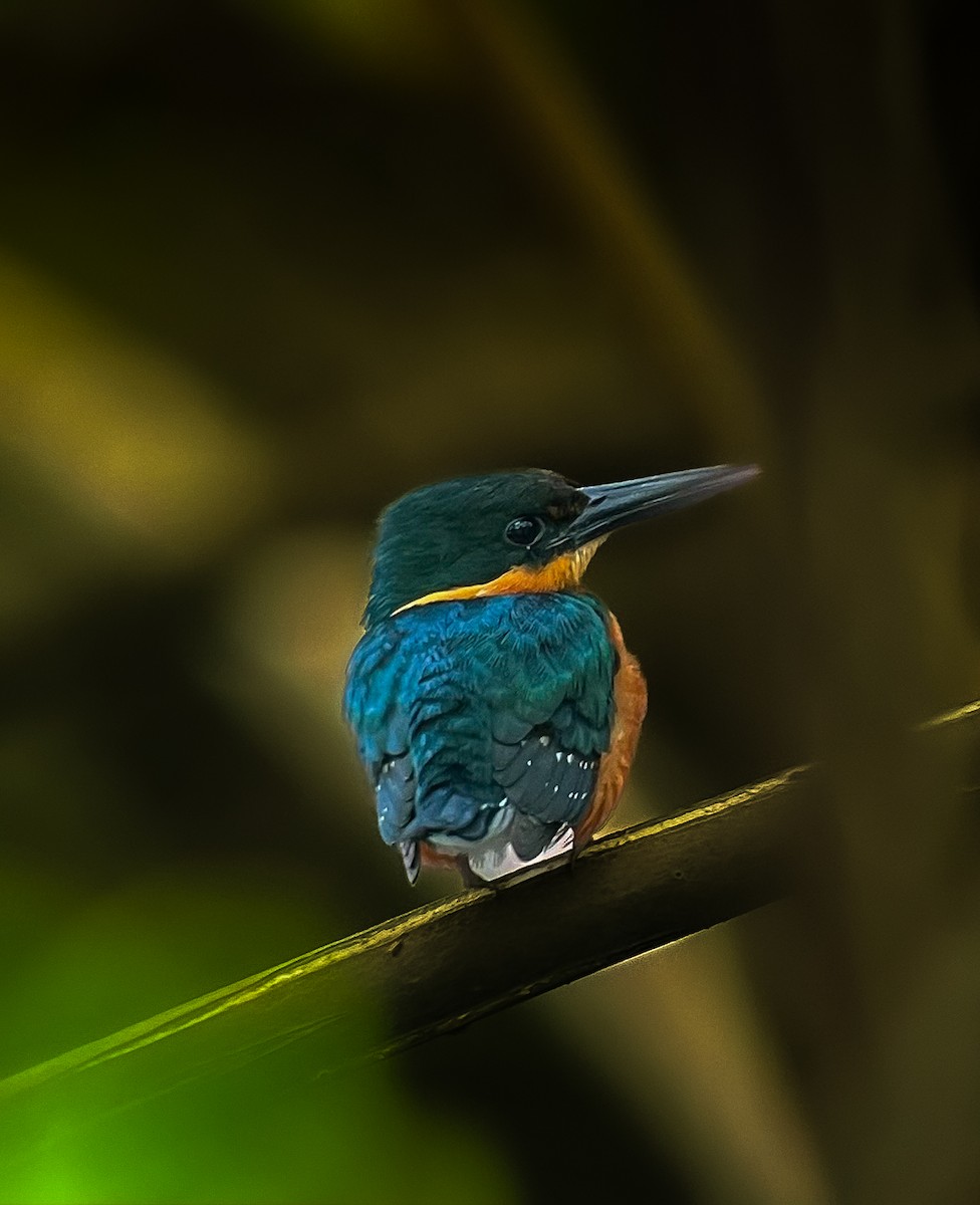 American Pygmy Kingfisher - ML647382340