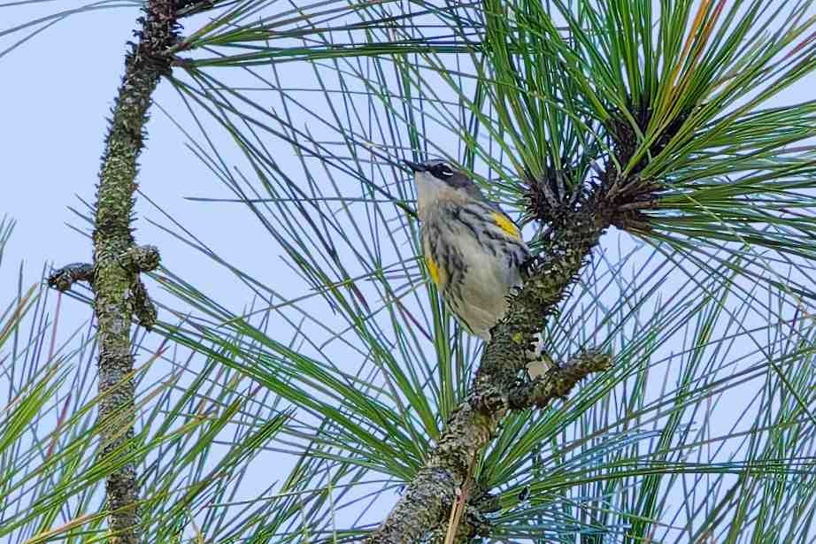 Yellow-rumped Warbler - ML647382341