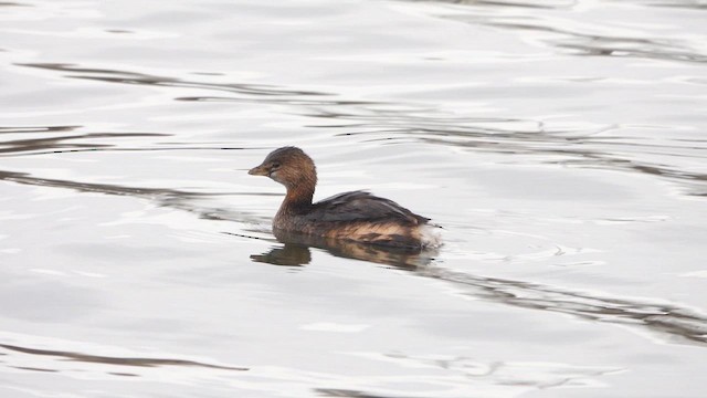 Пірникоза рябодзьоба - ML647382345