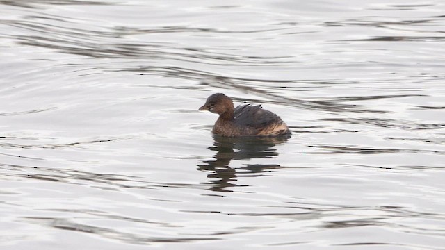 Пірникоза рябодзьоба - ML647382346