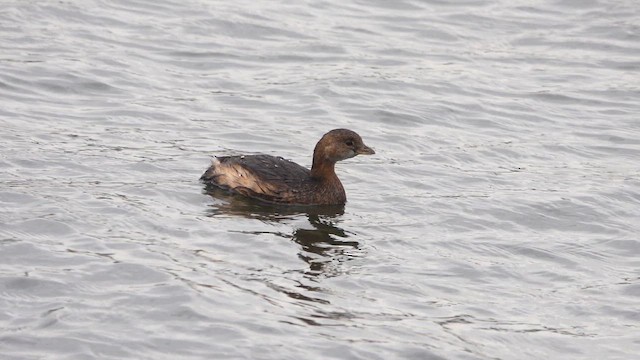 Пірникоза рябодзьоба - ML647382347