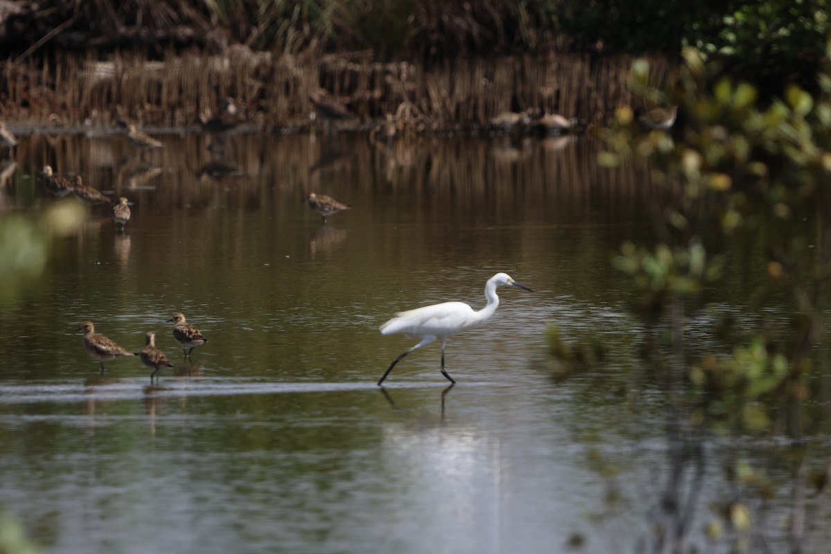 ダイサギ - ML647382348