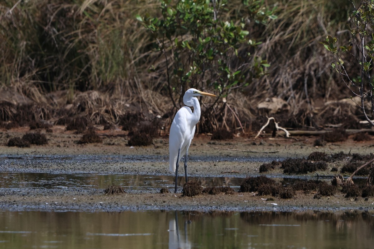 ダイサギ - ML647382349