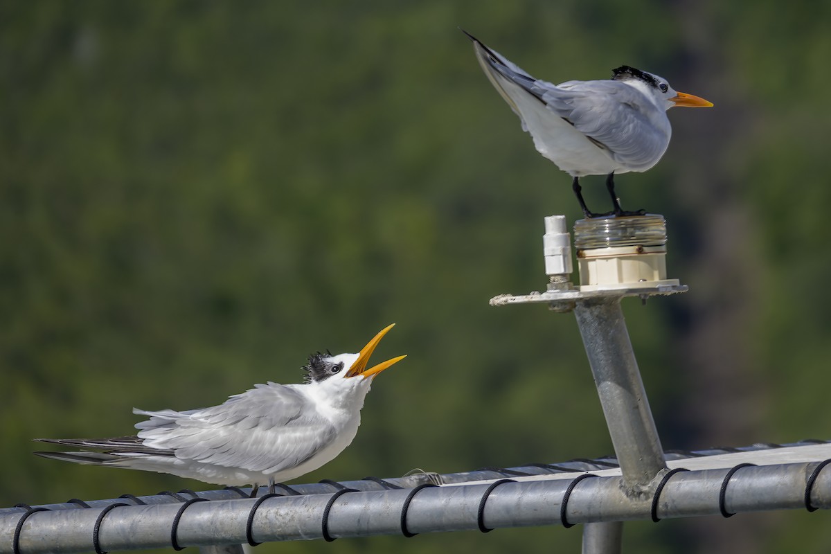 Royal Tern - ML647382353