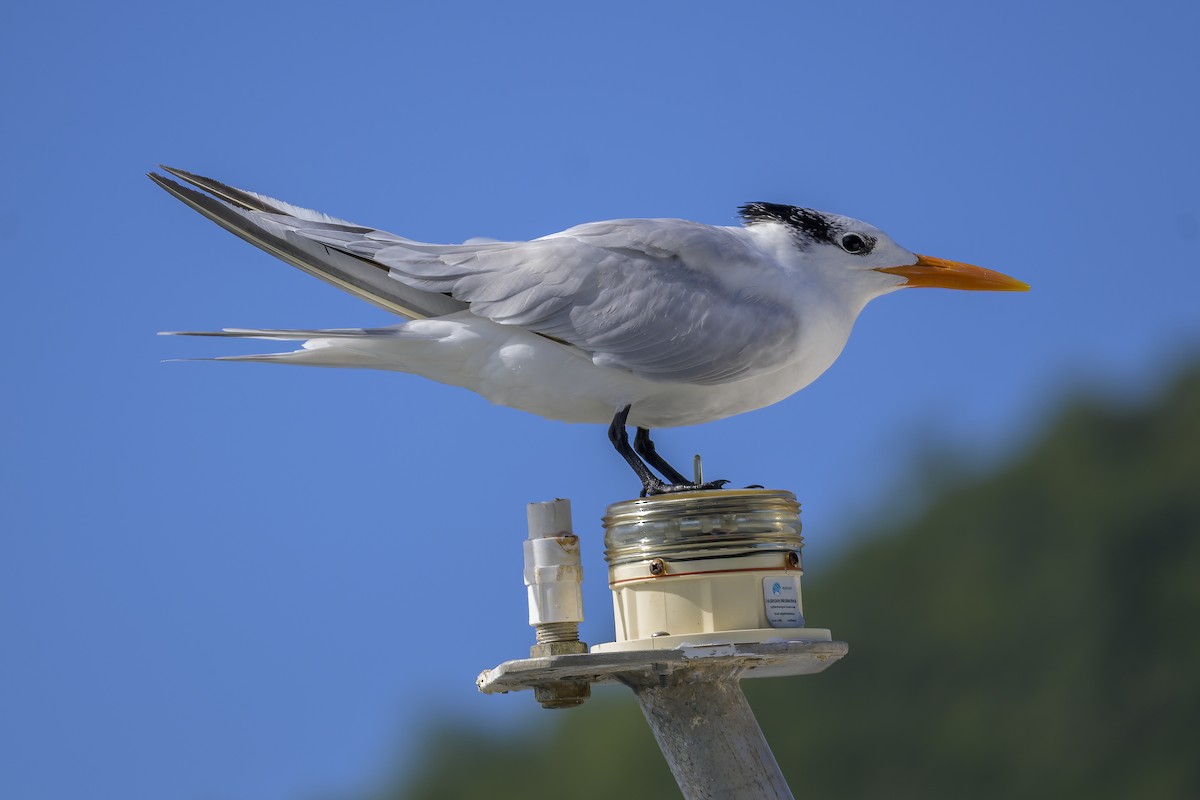Royal Tern - ML647382354