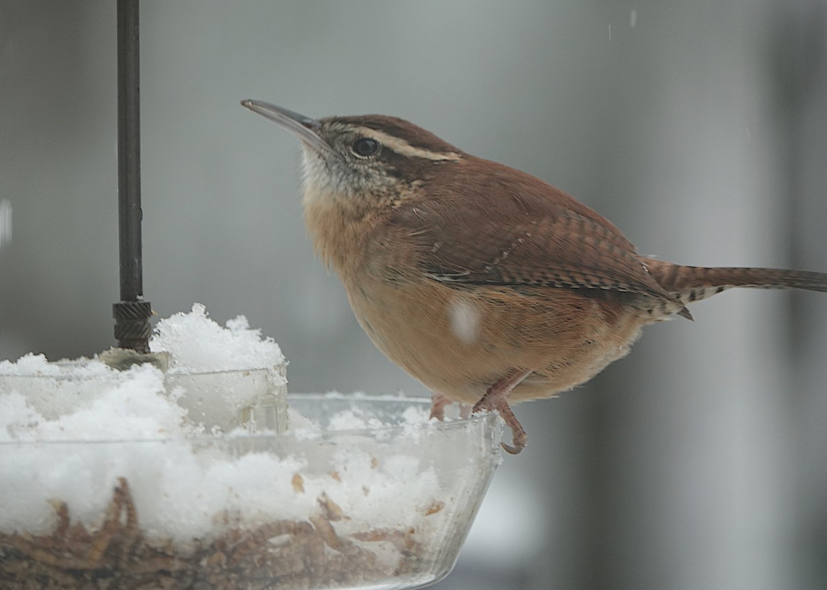 Carolina Wren - ML647382358