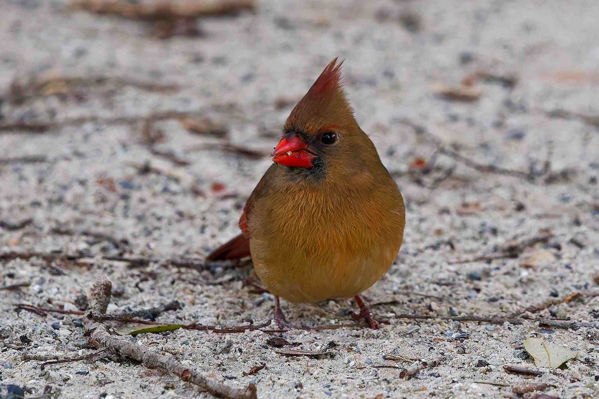 Northern Cardinal - ML647382360