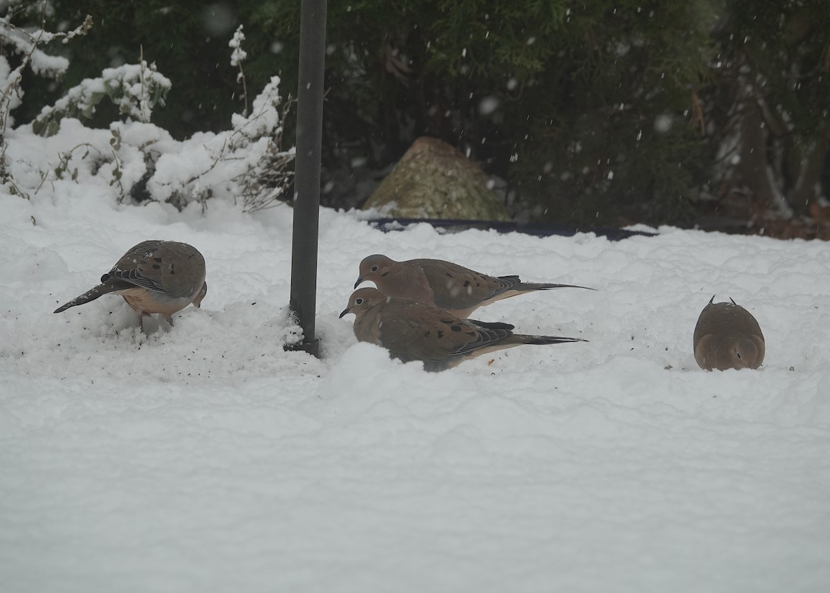 Mourning Dove - ML647382366