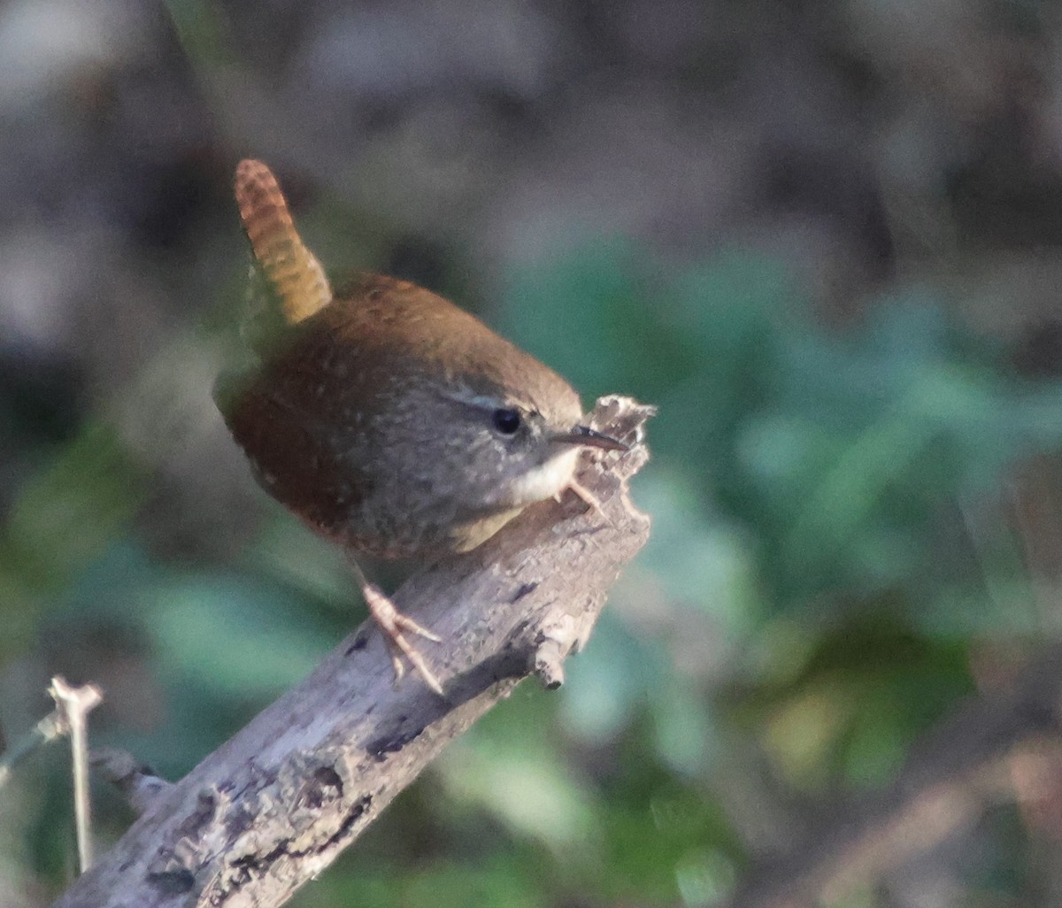 フユミソサザイ - ML647382372