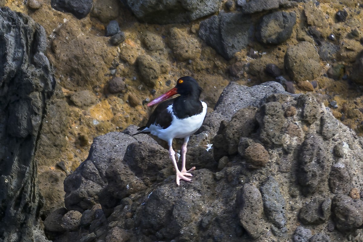 American Oystercatcher - ML647382377