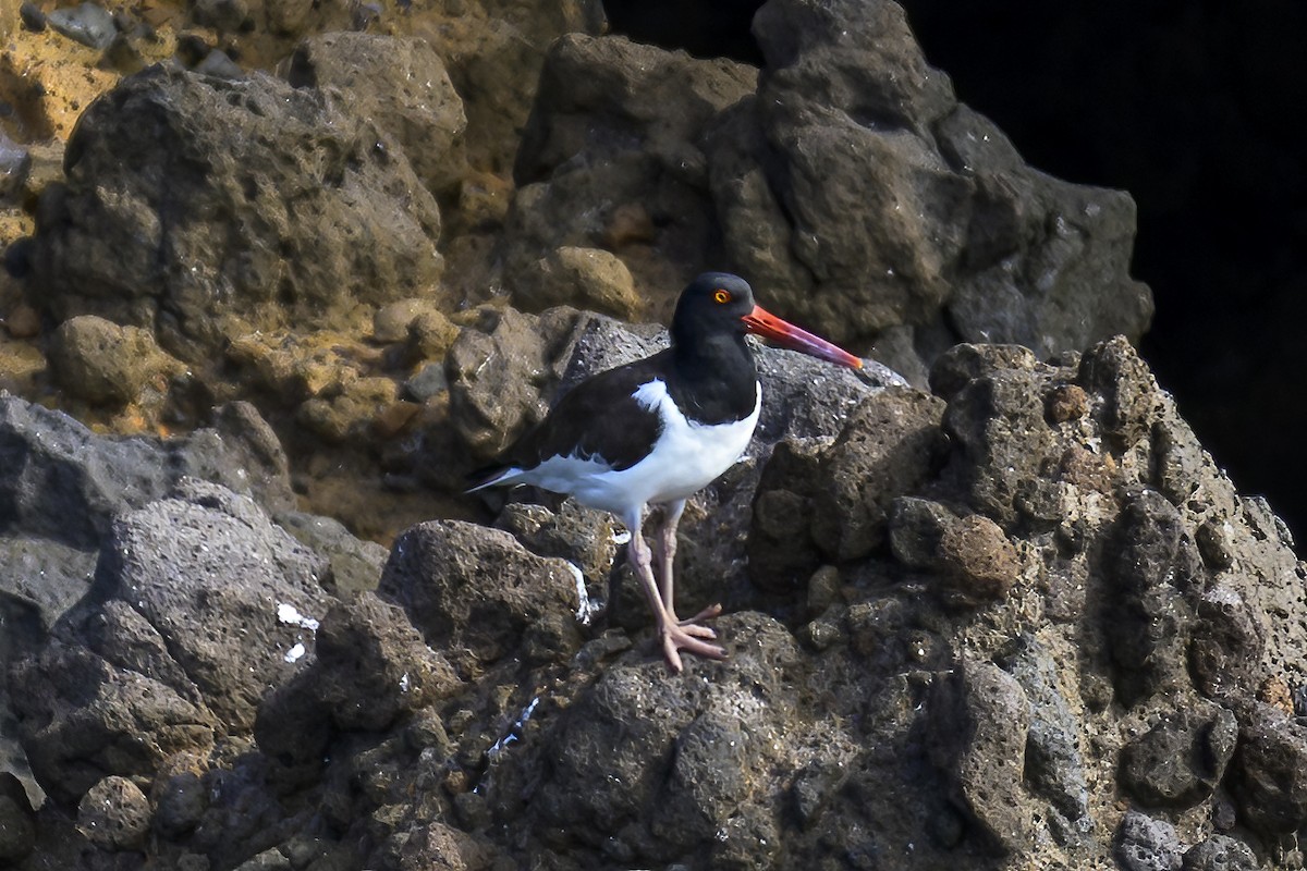 American Oystercatcher - ML647382378