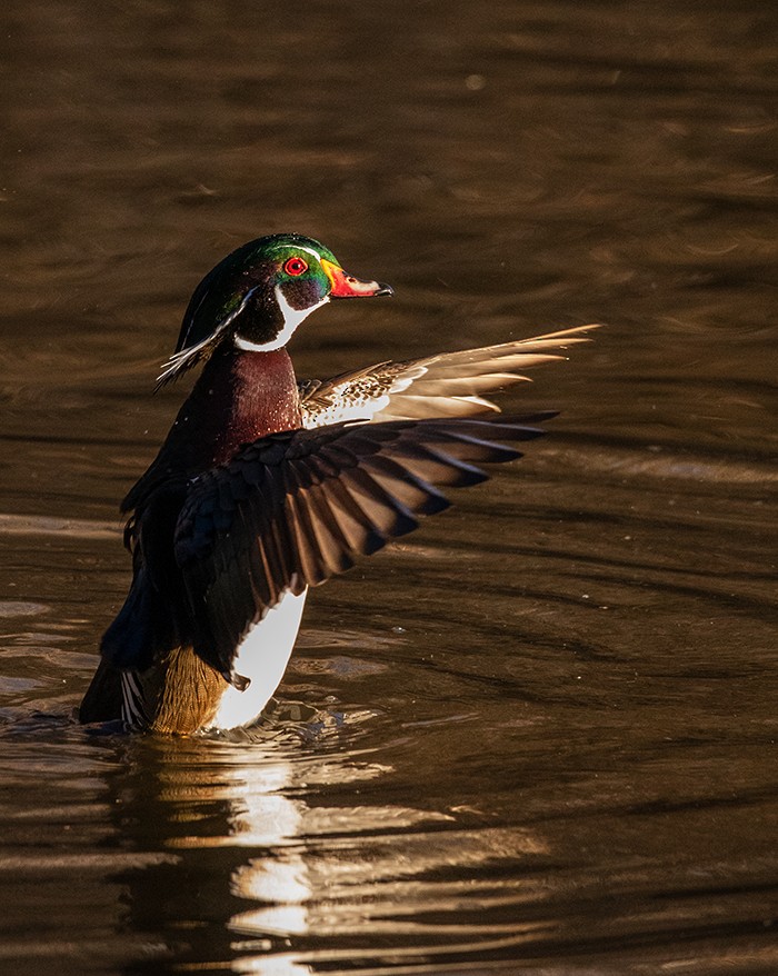 Canard branchu - ML647382380