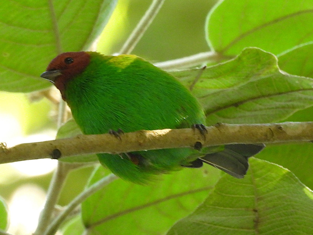 Calliste rouverdin - ML647382393