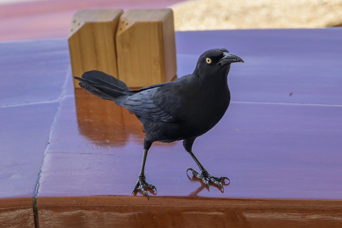 Carib Grackle - ML647382411
