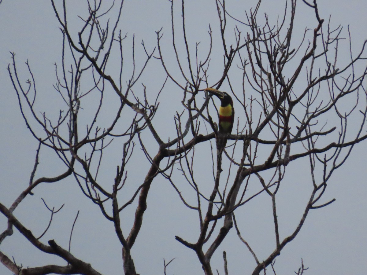 Chestnut-eared Aracari - ML647382431