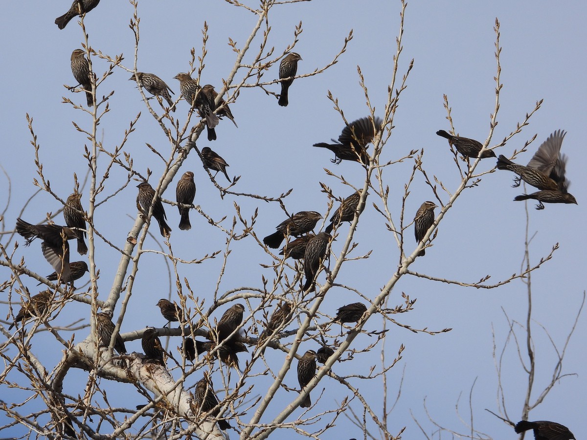 Шпак звичайний - ML647382437