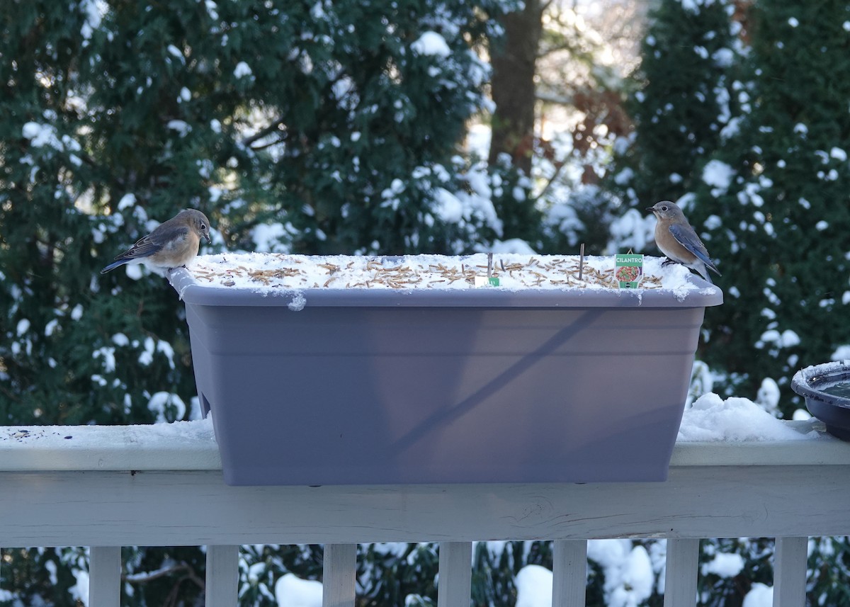 Eastern Bluebird - ML647382442