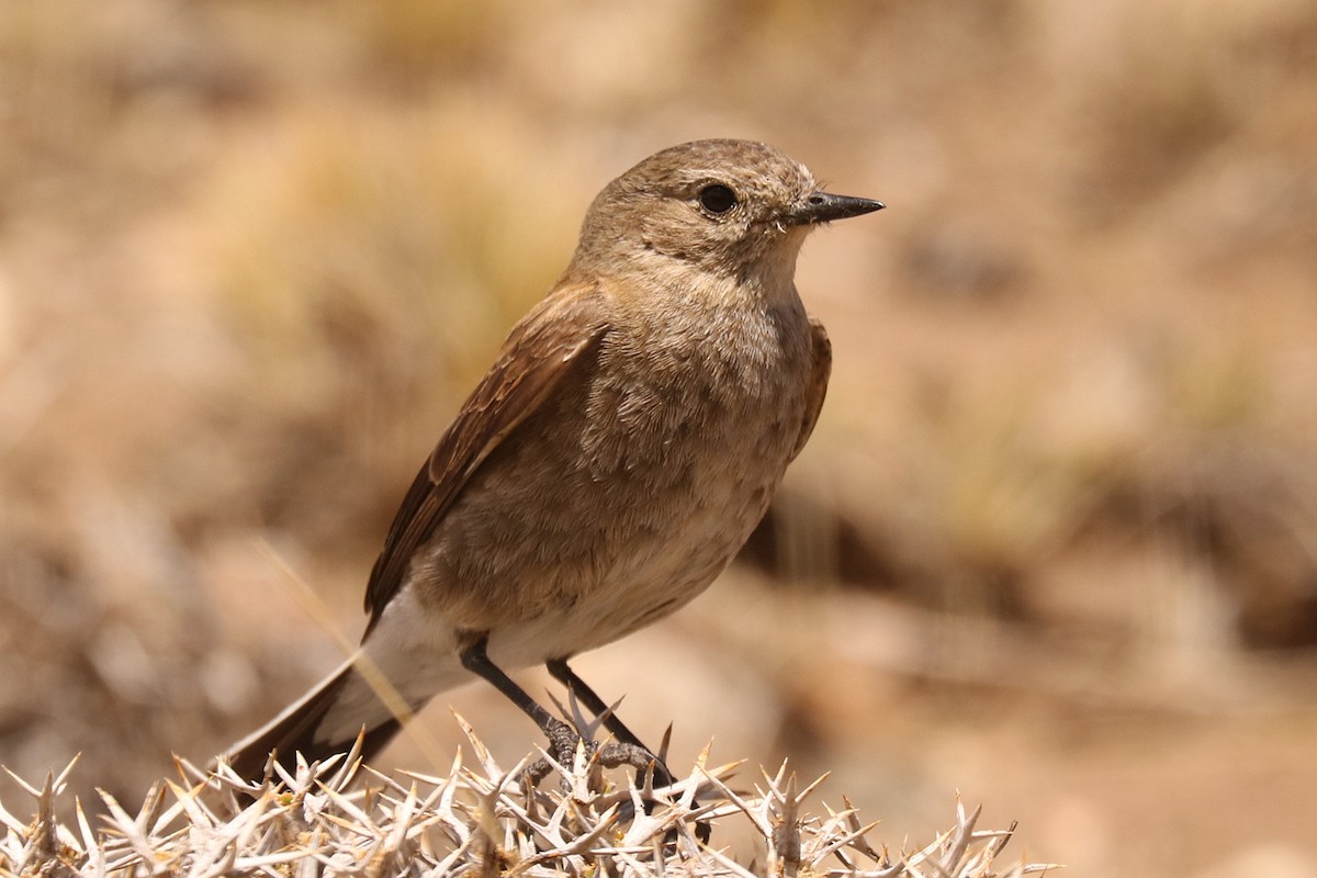 Austral Negrito - ML647382445
