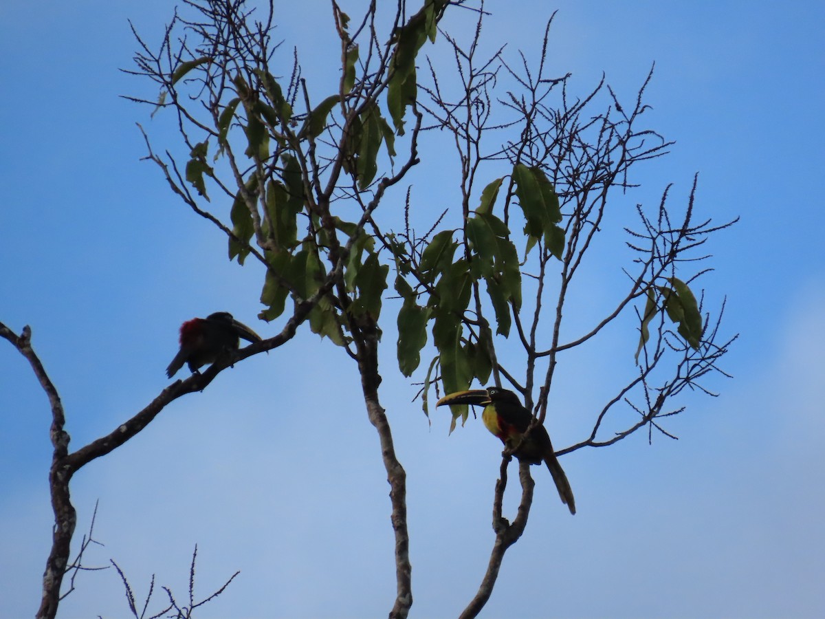 Chestnut-eared Aracari - ML647382446