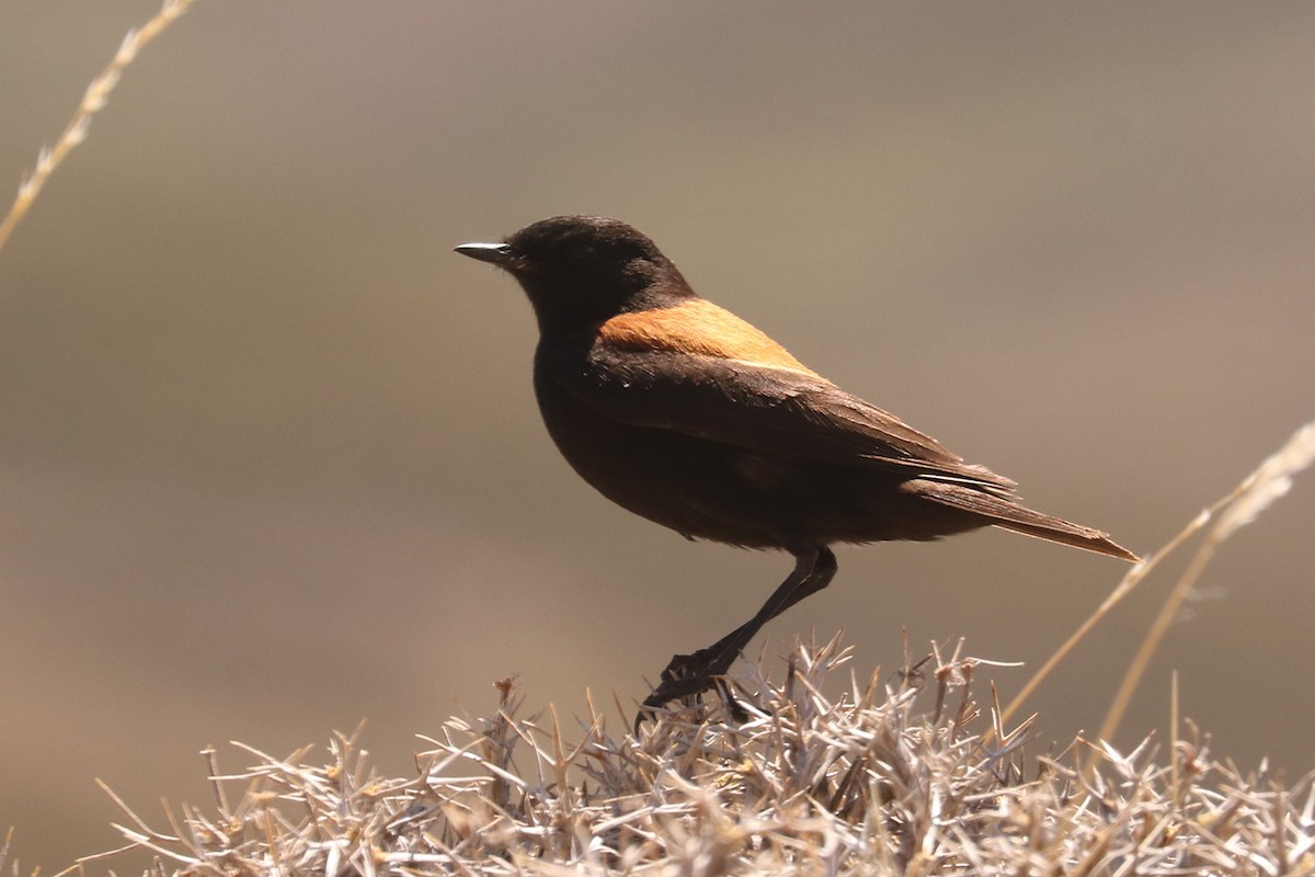 Austral Negrito - ML647382447