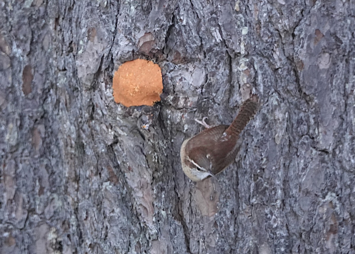 Carolina Wren - ML647382448