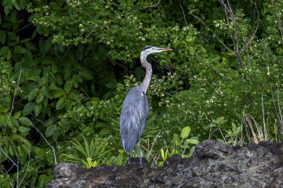 Great Blue Heron - ML647382449