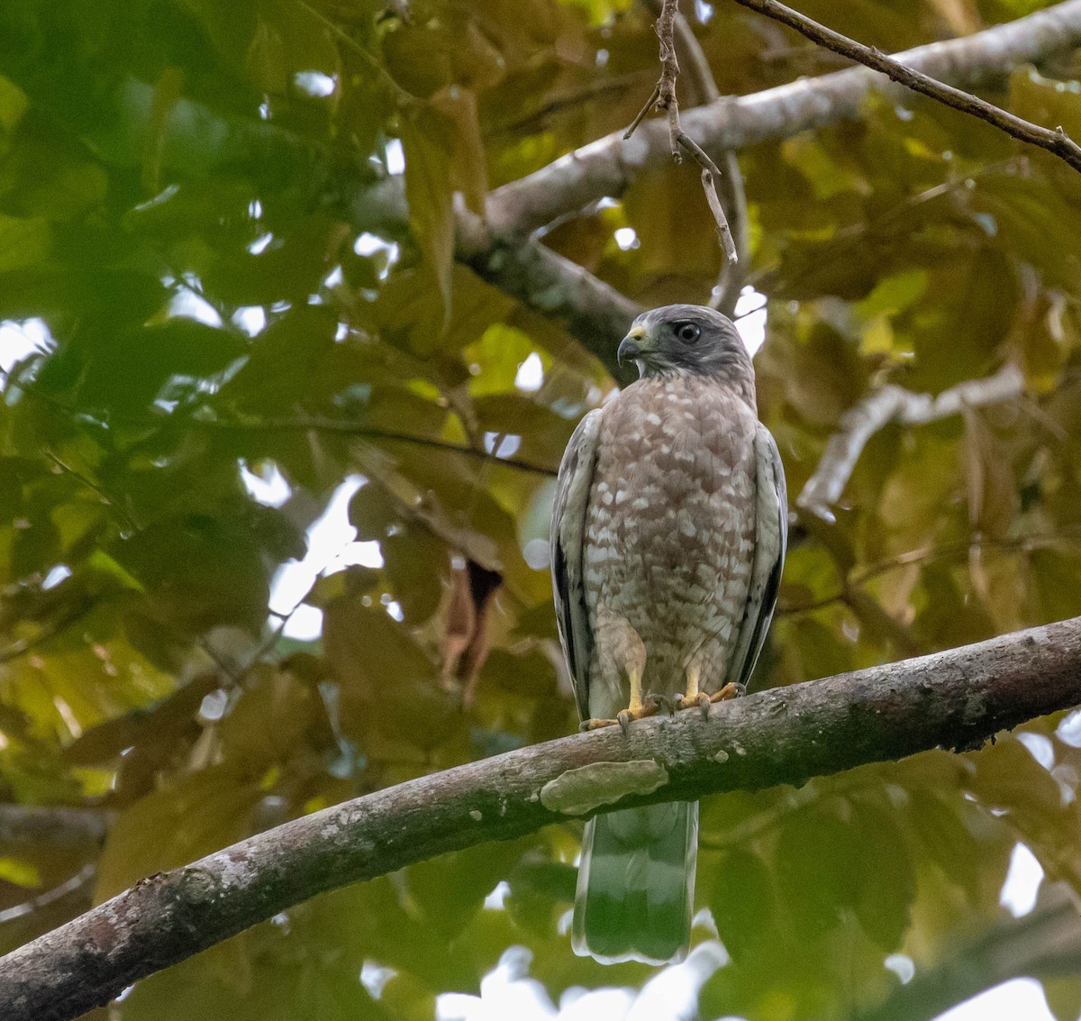 Broad-winged Hawk - ML647382450