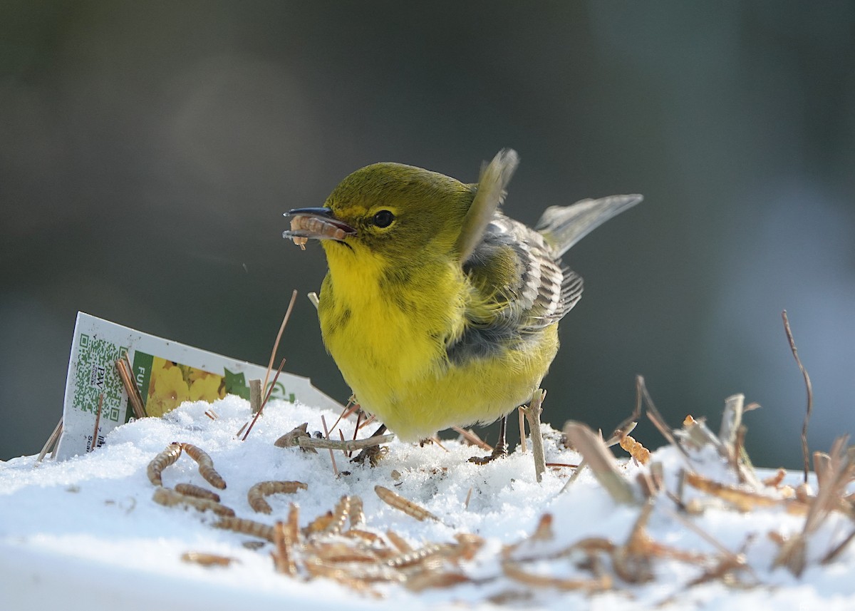Pine Warbler - ML647382459