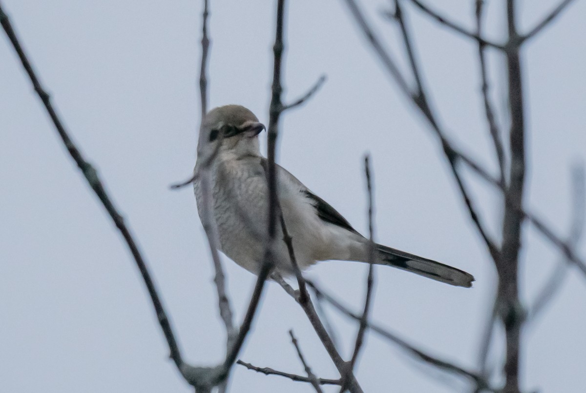 Boreal Örümcekkuşu - ML647382462