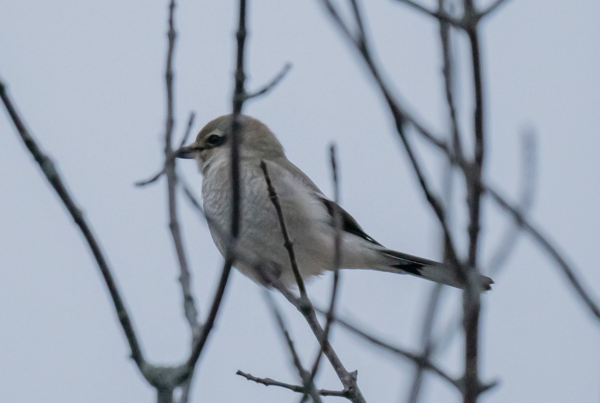 Boreal Örümcekkuşu - ML647382463